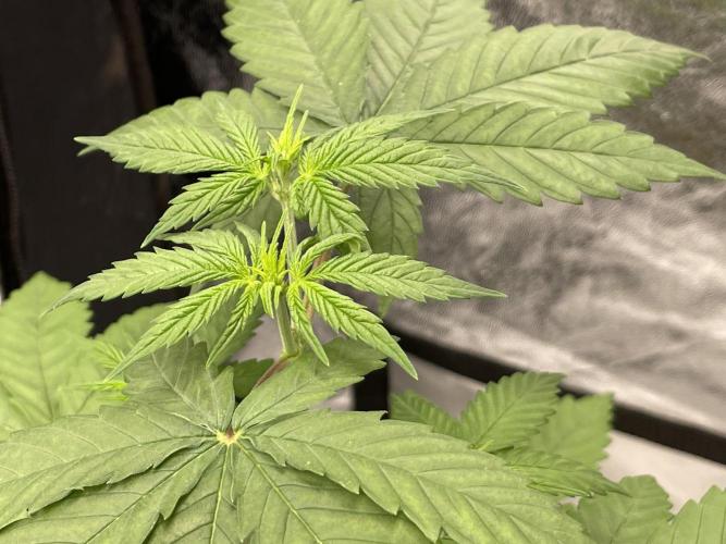 RQS + Plagron 4-1-2. Week 4 - Grape Ape