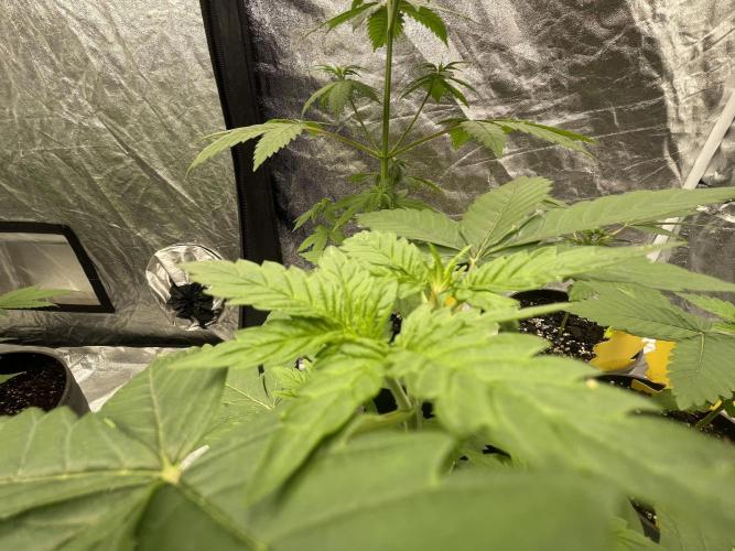 RQS + Plagron 4-1-2. Week 4 - Grape Ape