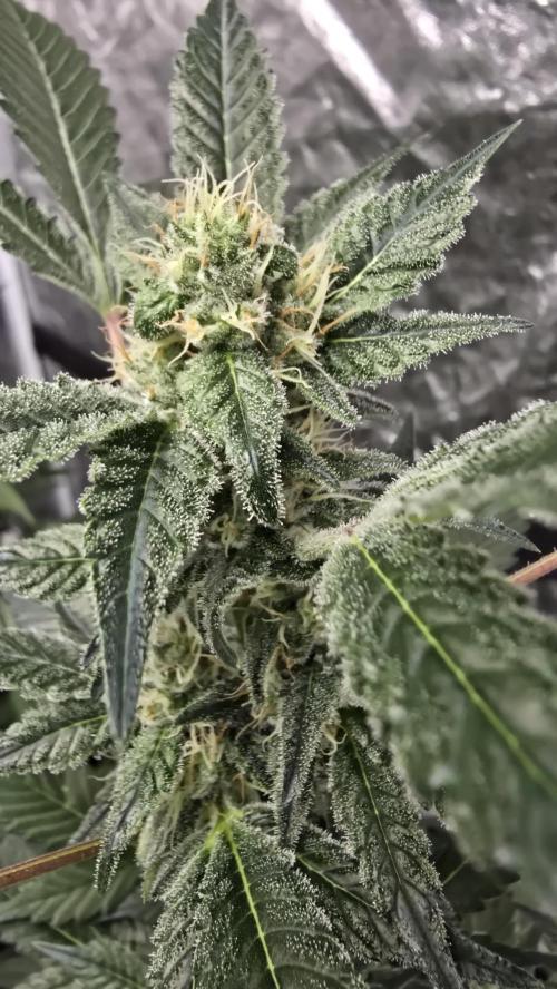 PGC: Ghost OG X Candyland Purple. Week 8