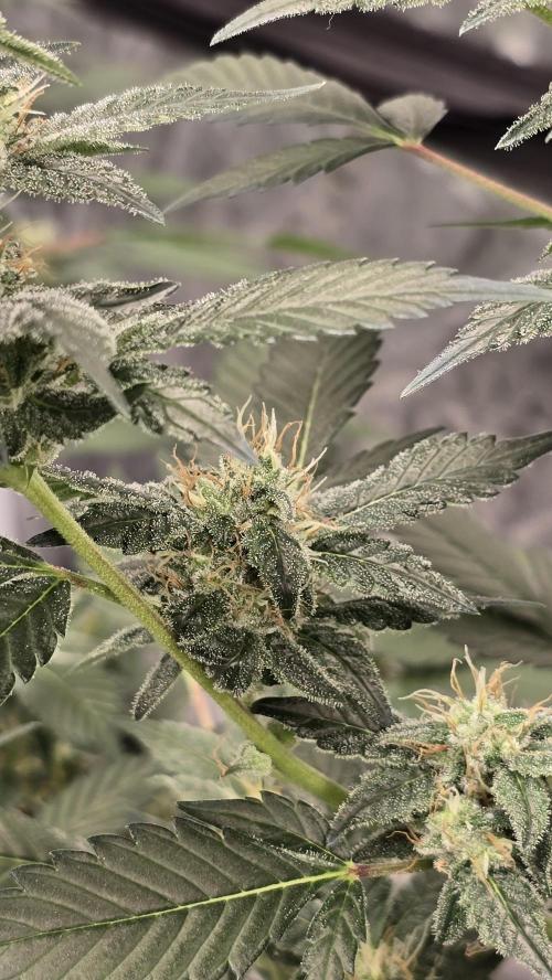 PGC: Ghost OG X Candyland Purple. Week 8
