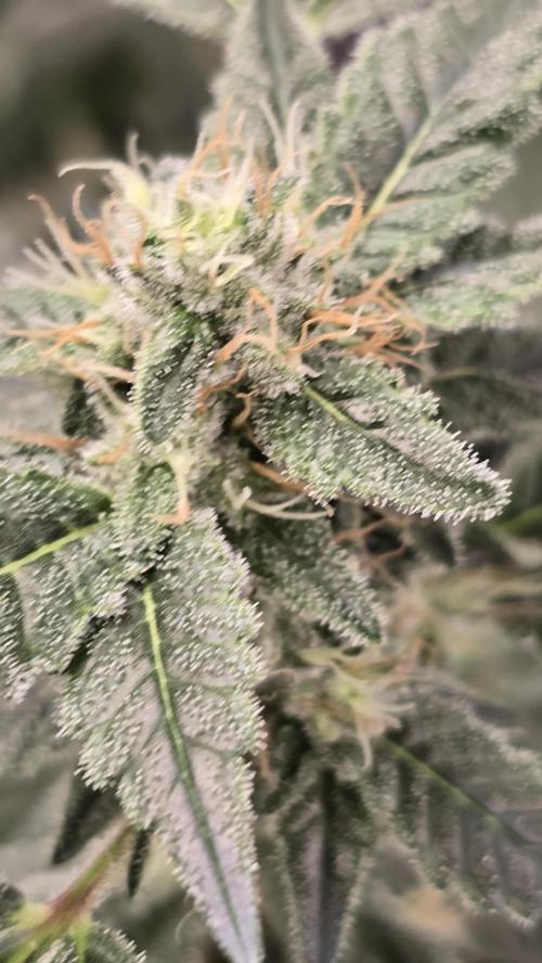 PGC: Ghost OG X Candyland Purple. Week 8