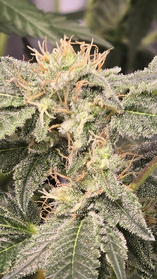 PGC: Ghost OG X Candyland Purple. Week 8