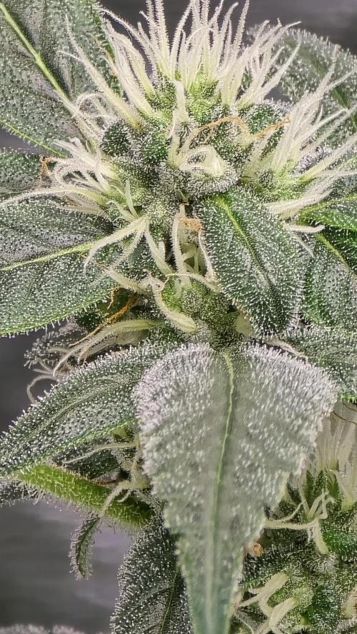 PGC: Ghost OG X Candyland Purple. Week 8