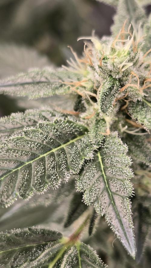 PGC: Ghost OG X Candyland Purple. Week 8