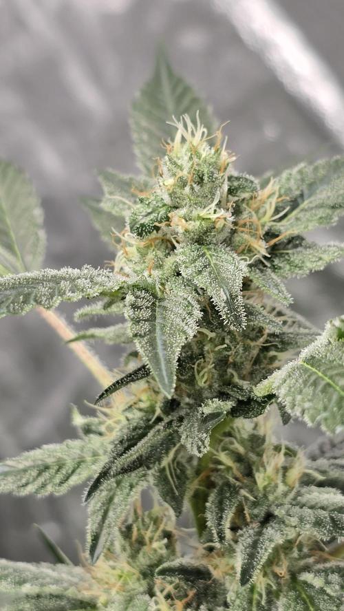 PGC: Ghost OG X Candyland Purple. Week 8