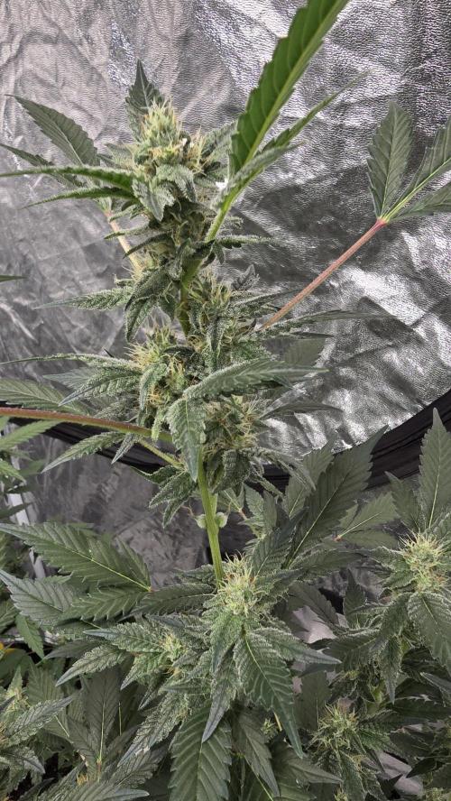 PGC: Ghost OG X Candyland Purple. Week 8