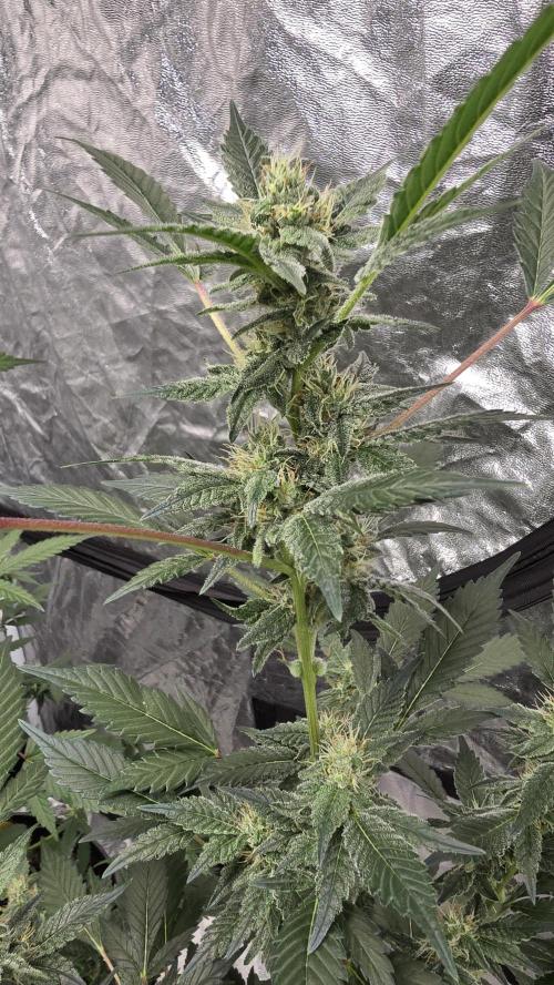 PGC: Ghost OG X Candyland Purple. Week 8