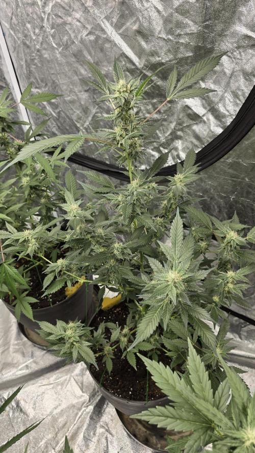 PGC: Ghost OG X Candyland Purple. Week 8