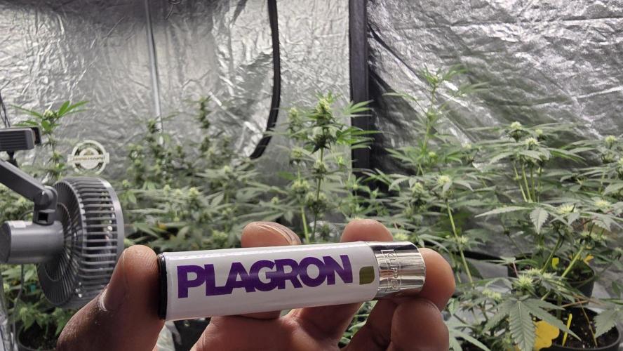 PGC: Ghost OG X Candyland Purple. Week 8