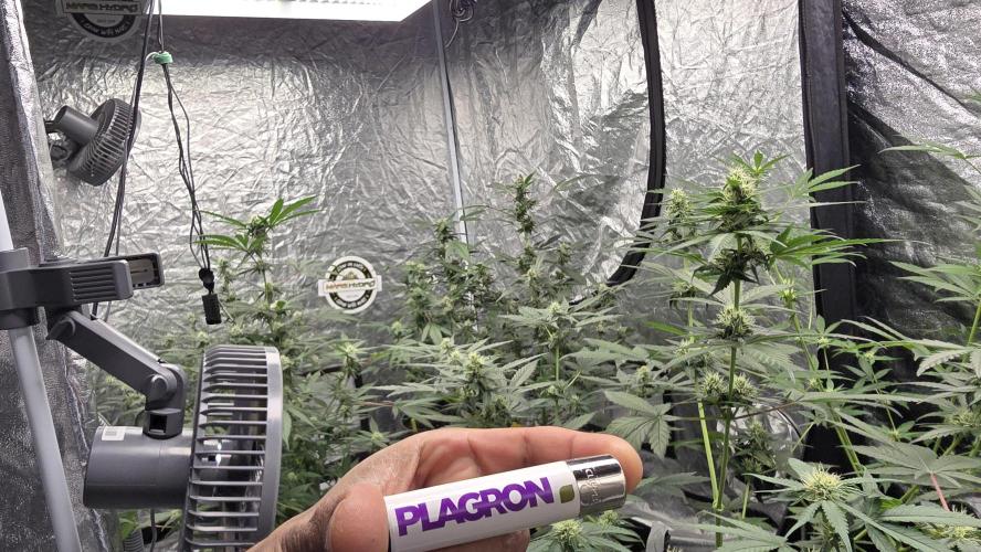 PGC: Ghost OG X Candyland Purple. Week 8