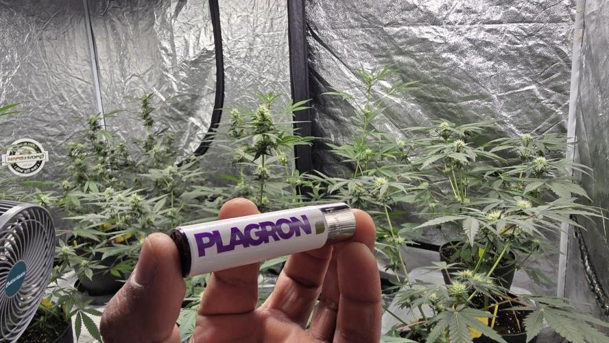 PGC: Ghost OG X Candyland Purple. Week 8