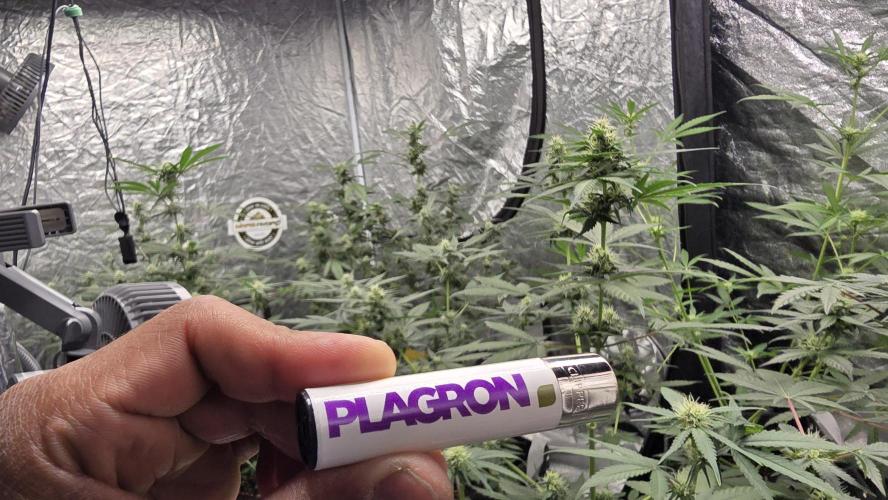 PGC: Ghost OG X Candyland Purple. Week 8