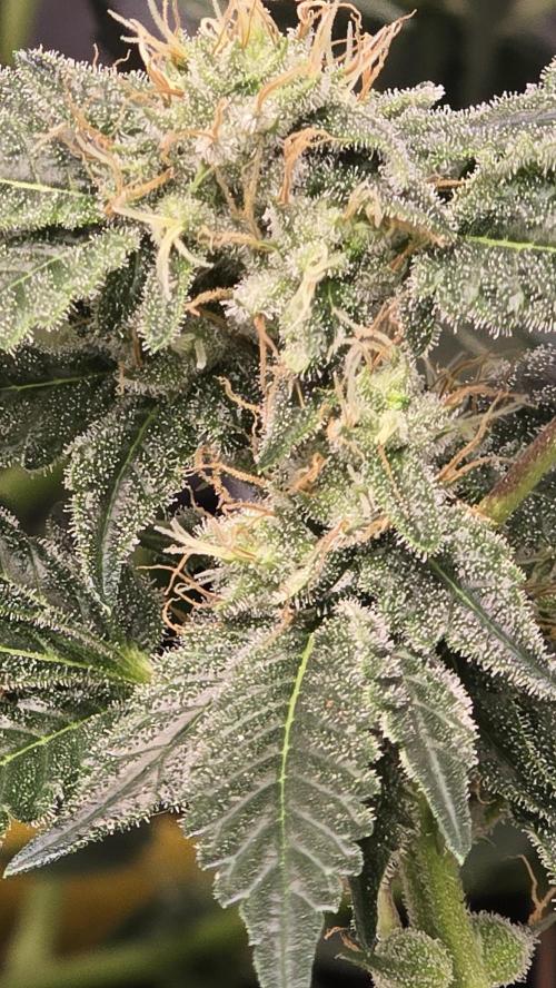 PGC: Ghost OG X Candyland Purple. Week 8