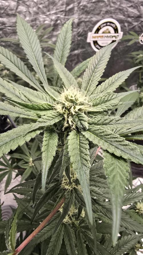 Tropicana Cookies Purple. Week 10 - JaneTropicana