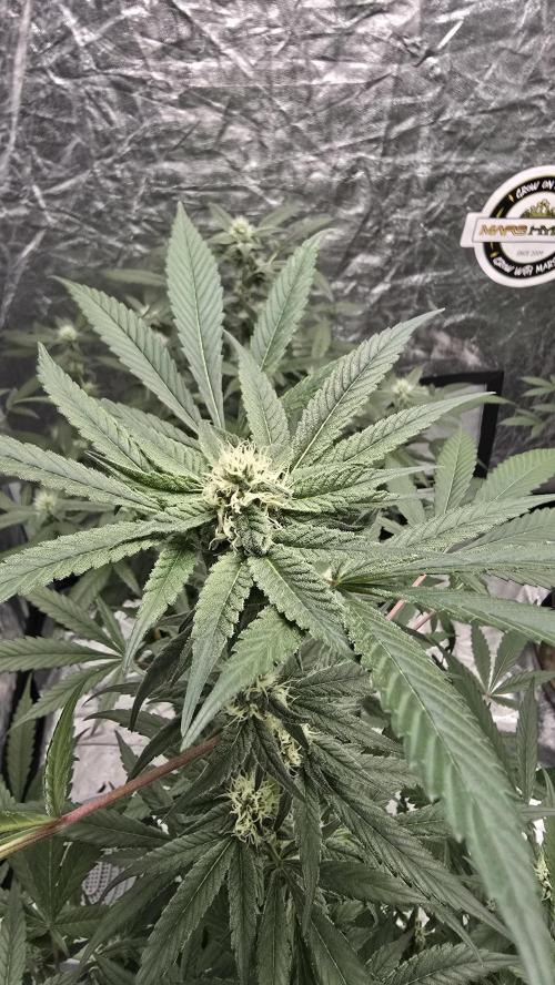 Tropicana Cookies Purple. Week 10 - JaneTropicana