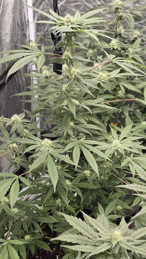 Tropicana Cookies Purple. Week 10 - JaneTropicana is sweet.