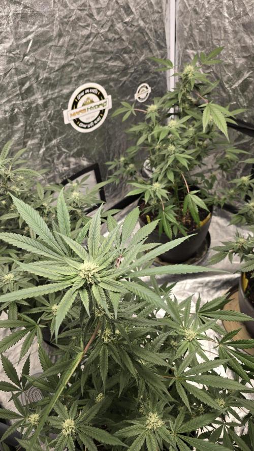 Tropicana Cookies Purple. Week 10 - JaneTropicama