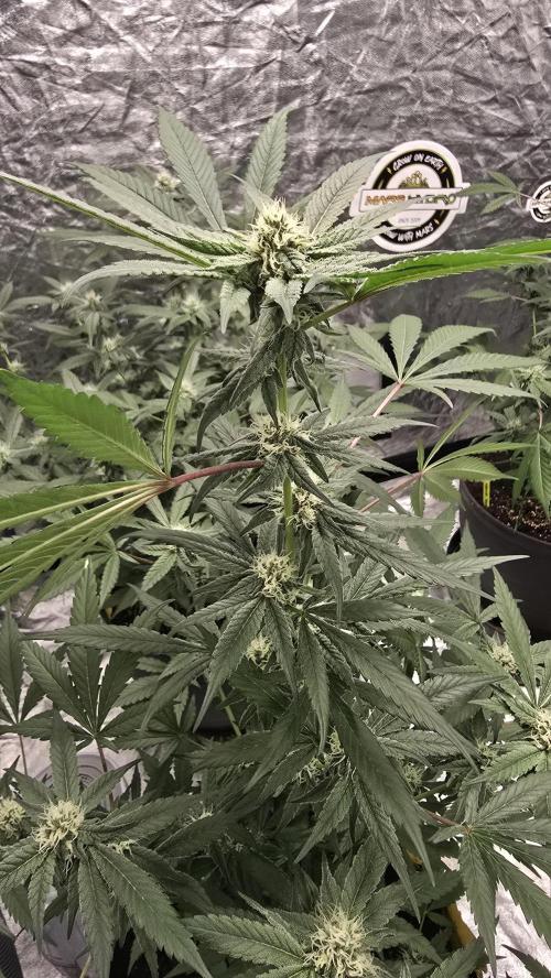 Tropicana Cookies Purple. Week 10 - JaneTropicana
