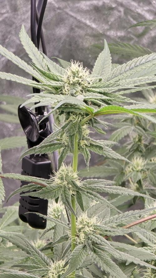 Tropicana Cookies Purple. Week 10 - JT