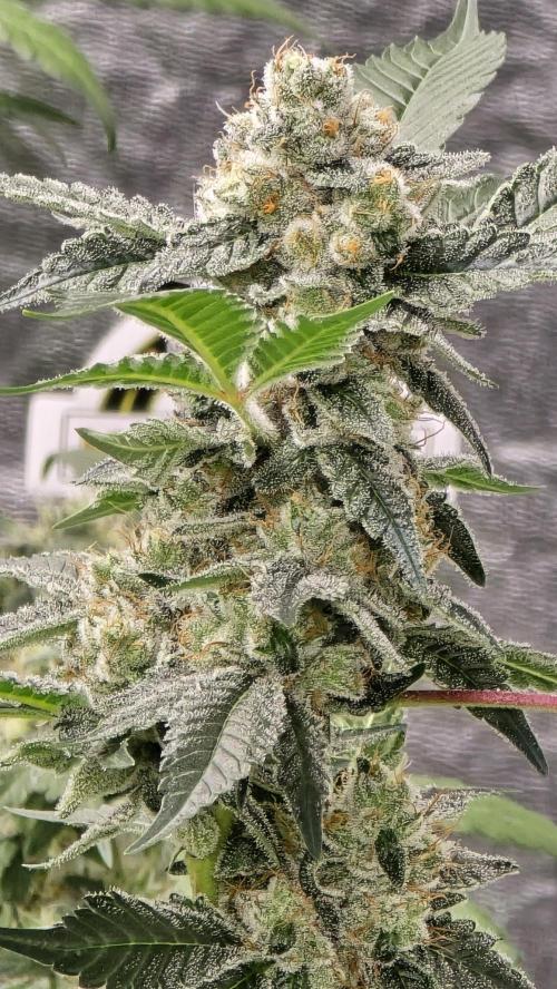 PGC: Ghost OG X Candyland Purple. Week 10