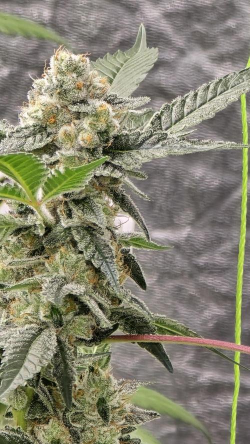 PGC: Ghost OG X Candyland Purple. Week 10