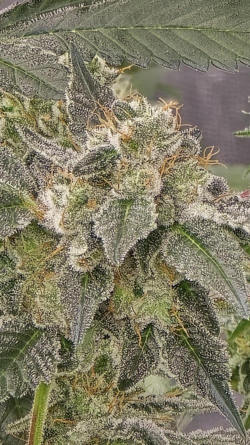 PGC: Ghost OG X Candyland Purple. Week 10