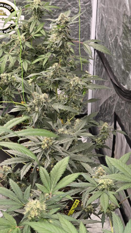 PGC: Ghost OG X Candyland Purple. Week 10