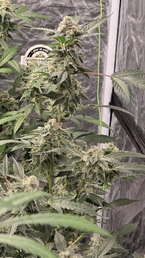 PGC: Ghost OG X Candyland Purple. Week 10