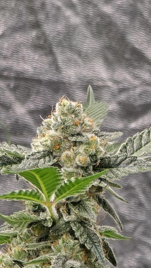 PGC: Ghost OG X Candyland Purple. Week 10
