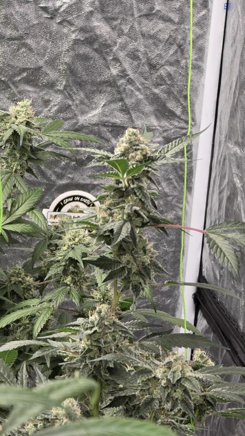 PGC: Ghost OG X Candyland Purple. Week 10