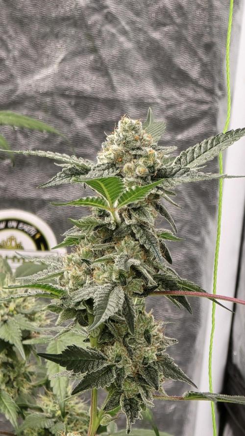 PGC: Ghost OG X Candyland Purple. Week 10