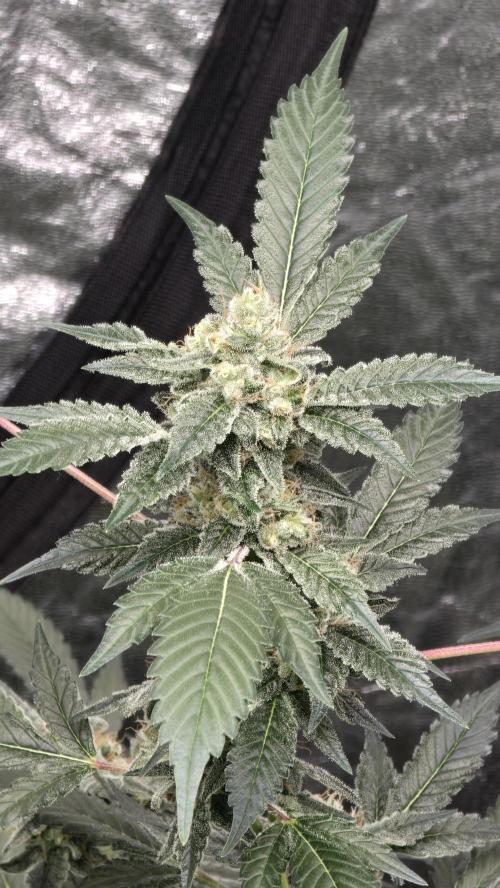 PGC: Ghost OG X Candyland Purple. Week 10