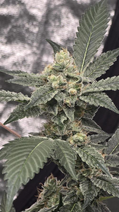 PGC: Ghost OG X Candyland Purple. Week 10