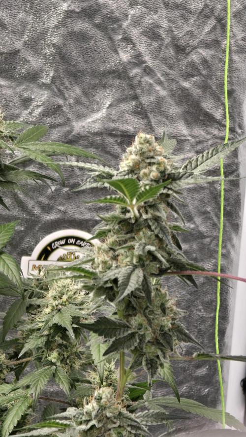 PGC: Ghost OG X Candyland Purple. Week 10