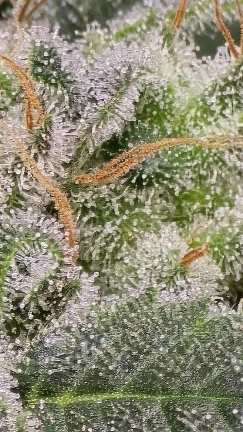PGC: Ghost OG X Candyland Purple. Week 10