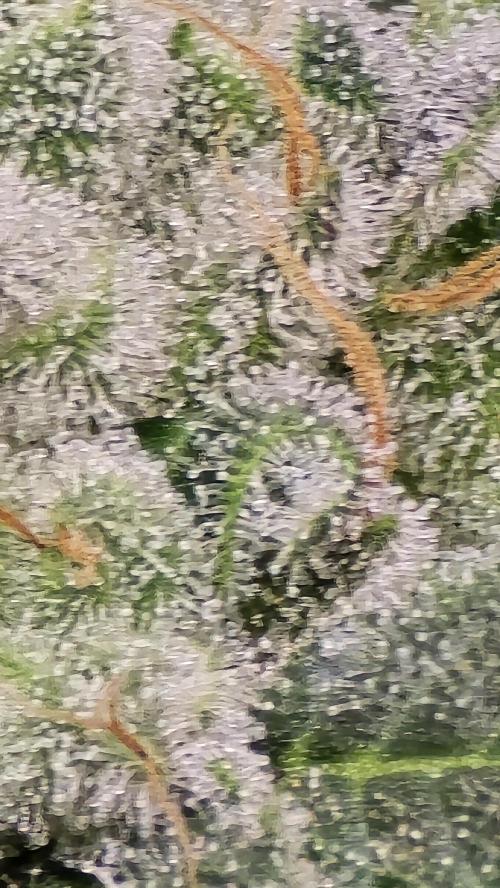 PGC: Ghost OG X Candyland Purple. Week 10