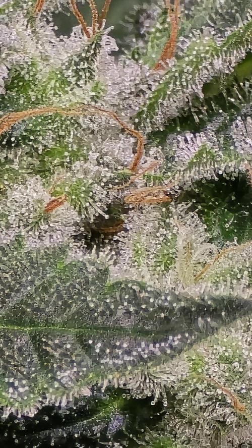 PGC: Ghost OG X Candyland Purple. Week 10