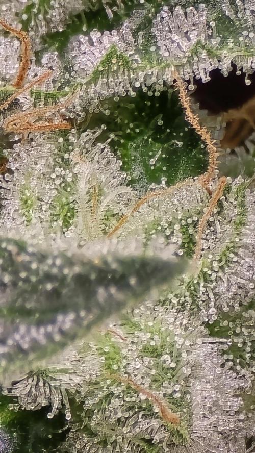 PGC: Ghost OG X Candyland Purple. Week 10