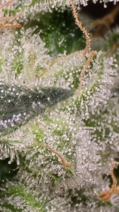 PGC: Ghost OG X Candyland Purple. Week 10