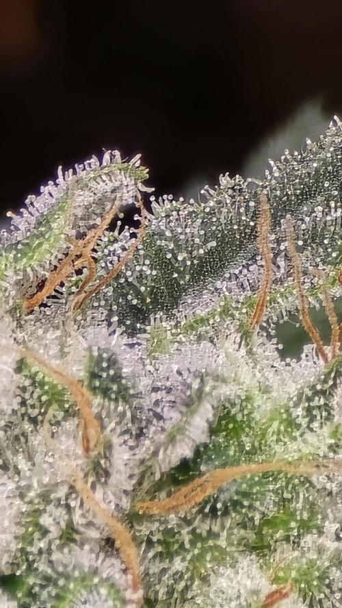 PGC: Ghost OG X Candyland Purple. Week 10