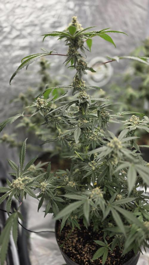 Tropicana Cookies Purple. Week 10