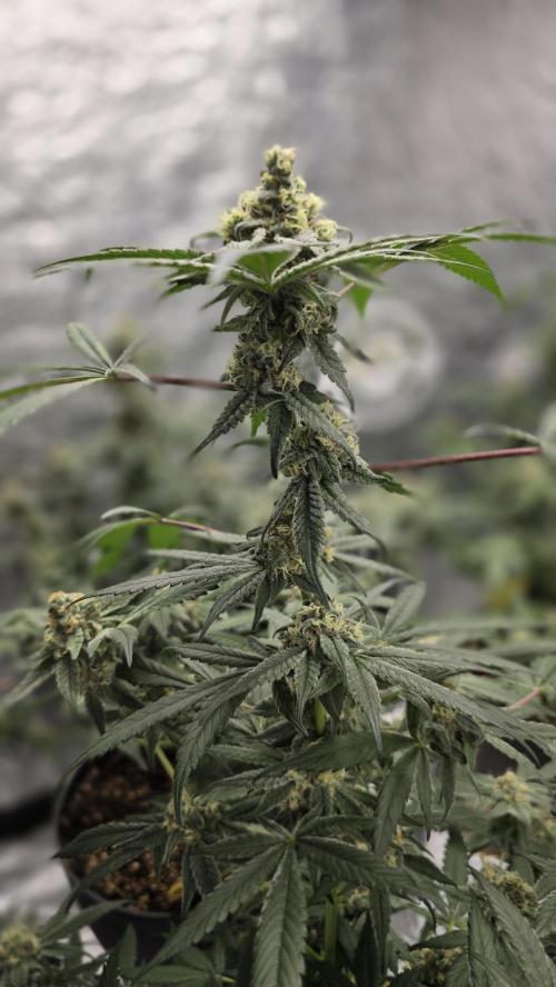 Tropicana Cookies Purple. Week 10