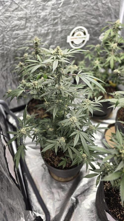 Tropicana Cookies Purple. Week 10