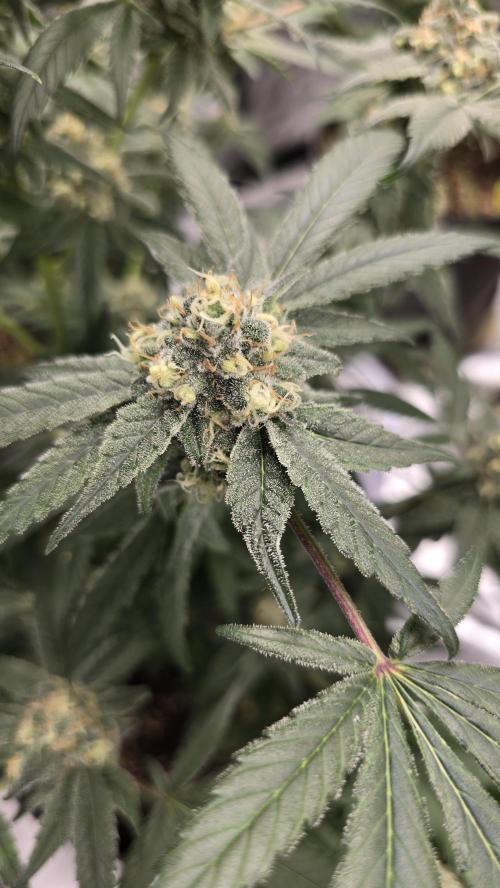 Tropicana Cookies Purple. Week 10