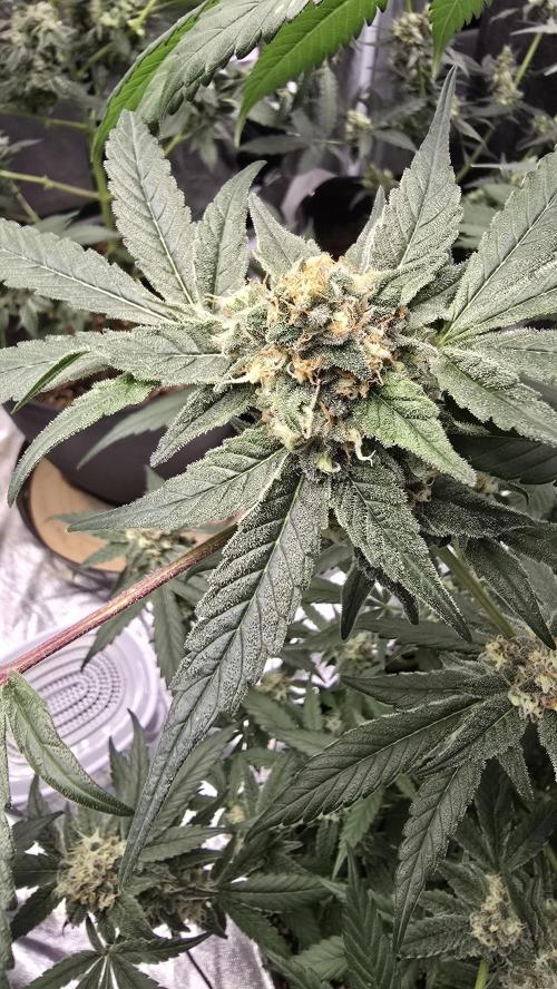 Tropicana Cookies Purple. Week 10