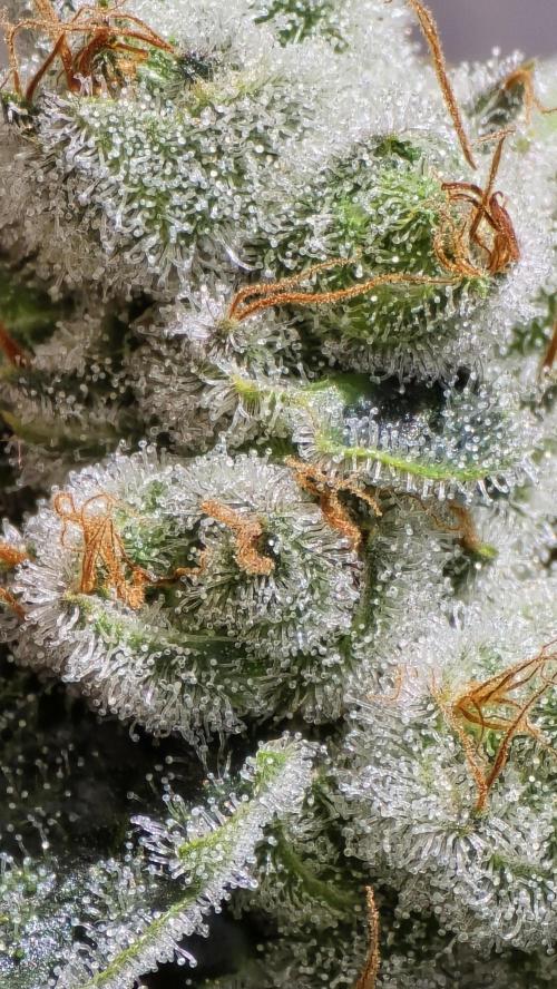 PGC: Ghost OG X Candyland Purple. Week 10