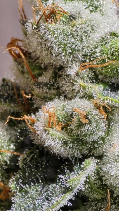 PGC: Ghost OG X Candyland Purple. Week 10
