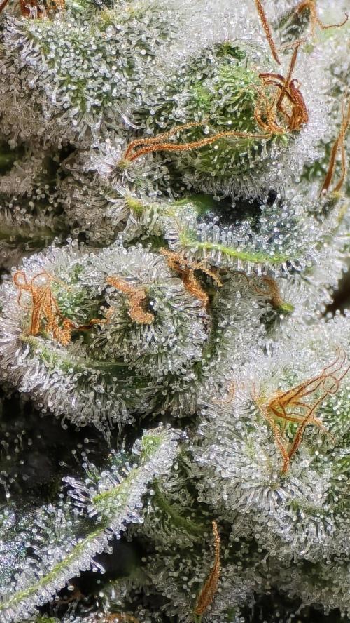 PGC: Ghost OG X Candyland Purple. Week 10