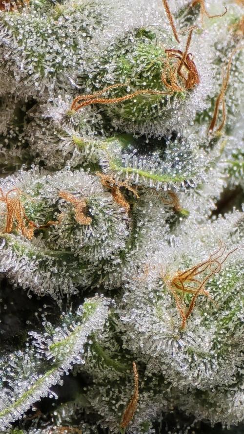 PGC: Ghost OG X Candyland Purple. Week 10