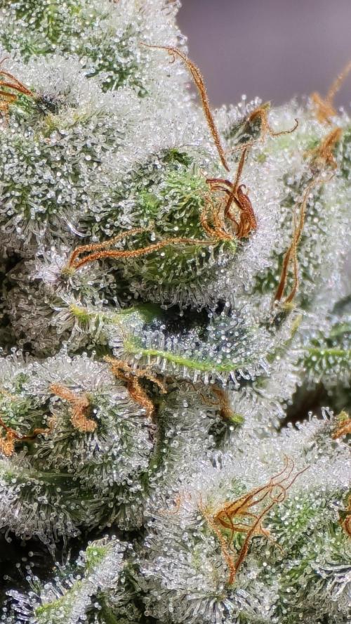 PGC: Ghost OG X Candyland Purple. Week 10